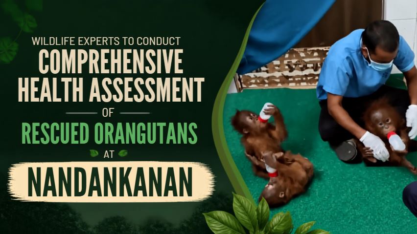 Wildlife experts to conduct comprehensive health assessment of rescued orangutans at Nandankanan